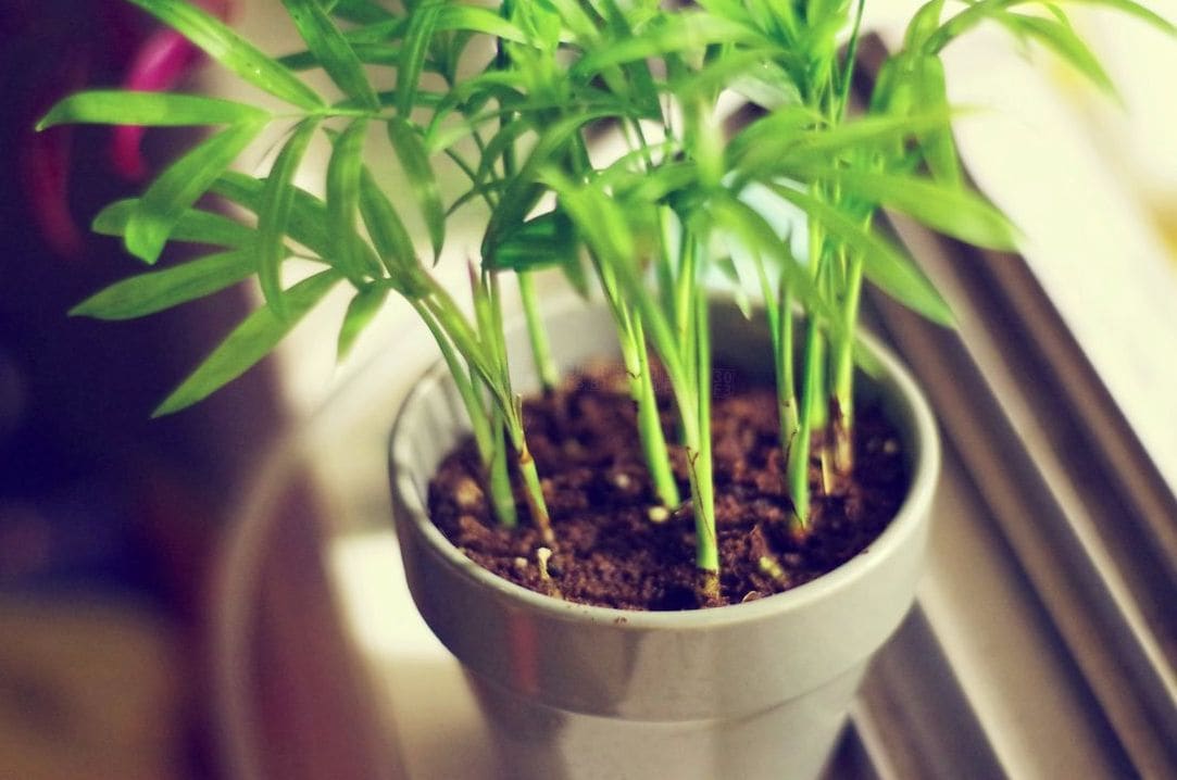 季節の変わり目に見直したい植物ケアの習慣