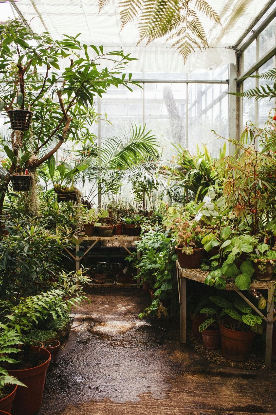 グリーンケアジャパン 15